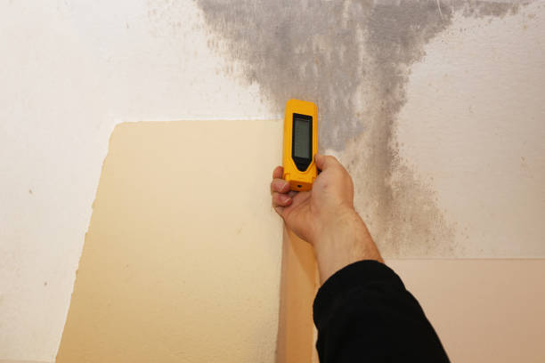 Professional Mold Removal in Koloa, HI