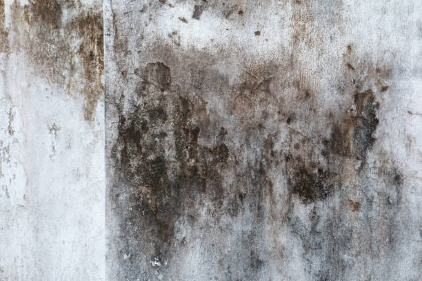 Best Crawl Space Mold Remediation  in Koloa, HI