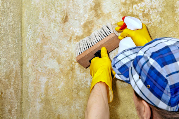 Best Real Estate Mold Inspection  in Koloa, HI