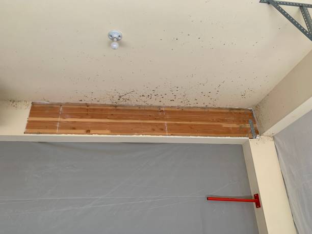 Best Water Damage & Mold Remediation  in Koloa, HI