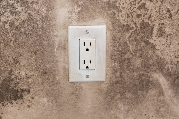 Best Attic Mold Removal  in Koloa, HI