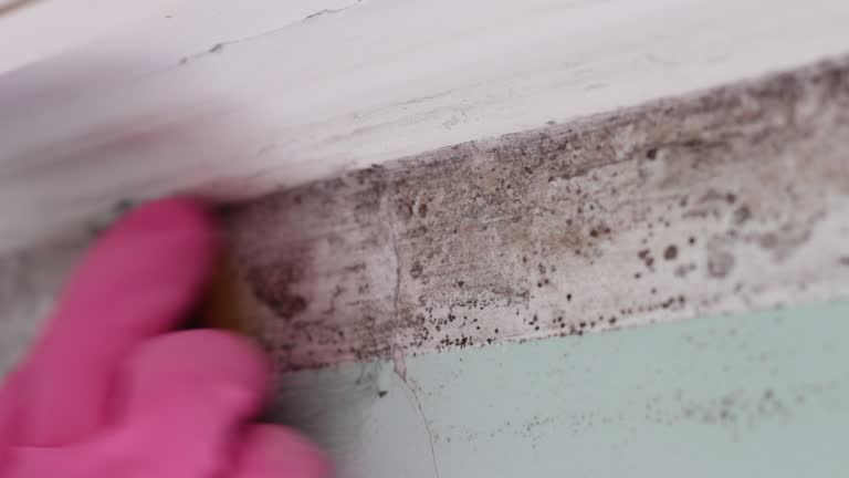 Best HVAC Mold Inspection and Cleaning  in Koloa, HI